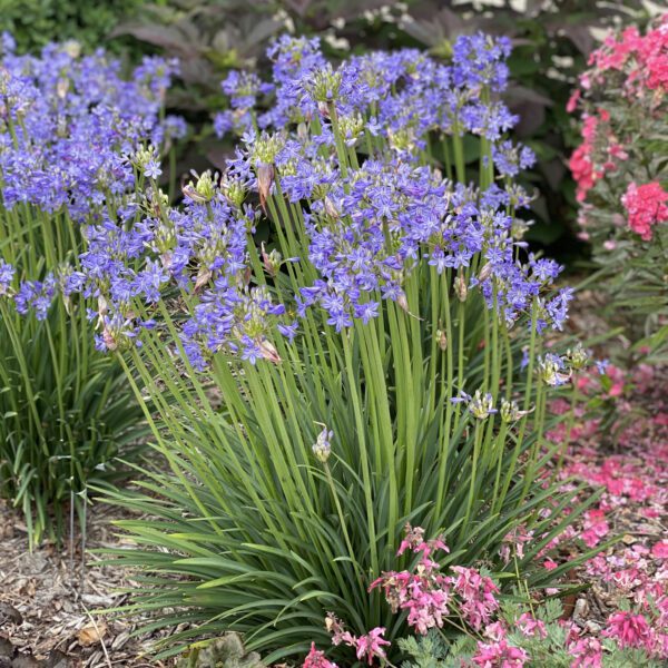 Agapanthus Little Galaxy - Perennial