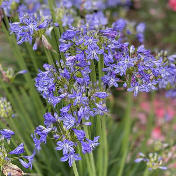 Agapanthus Little Galaxy - Perennial