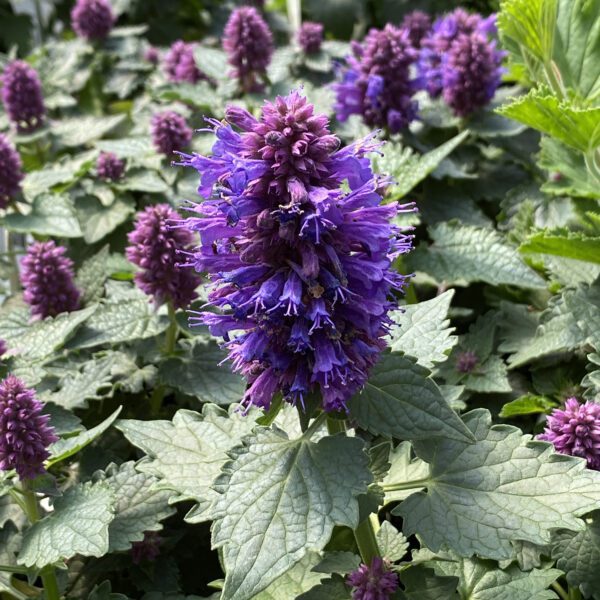 Agastache Blue Boa - Perennial