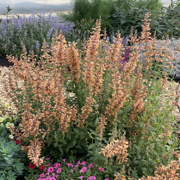 Agastache Mango Tango - Perennial