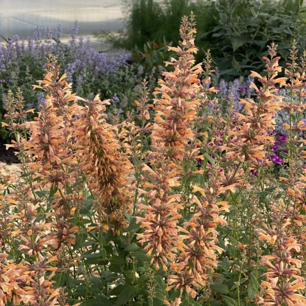 Agastache Mango Tango - Perennial