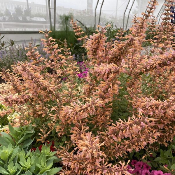 Agastache Mango Tango - Perennial