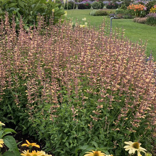 MEANT TO BEE™ Queen Nectarine Agastache - Perennial