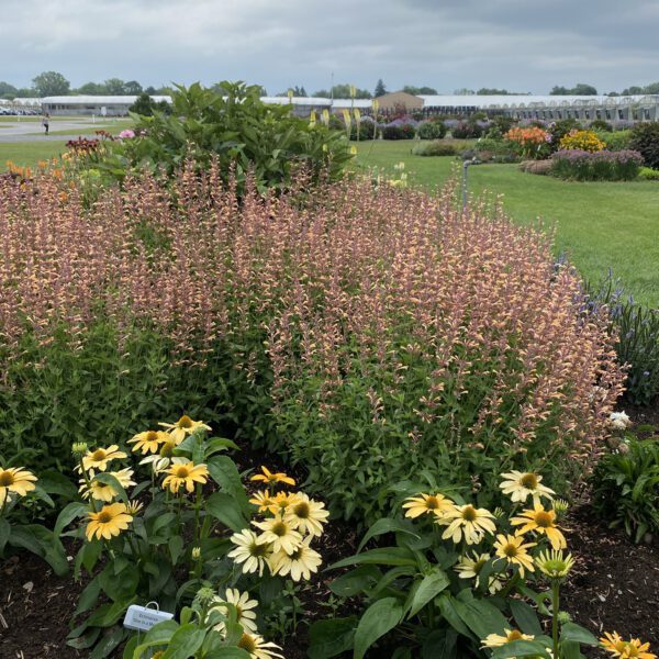 MEANT TO BEE™ Queen Nectarine Agastache - Perennial