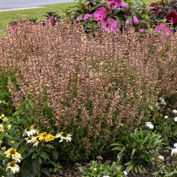 MEANT TO BEE™ Queen Nectarine Agastache - Perennial