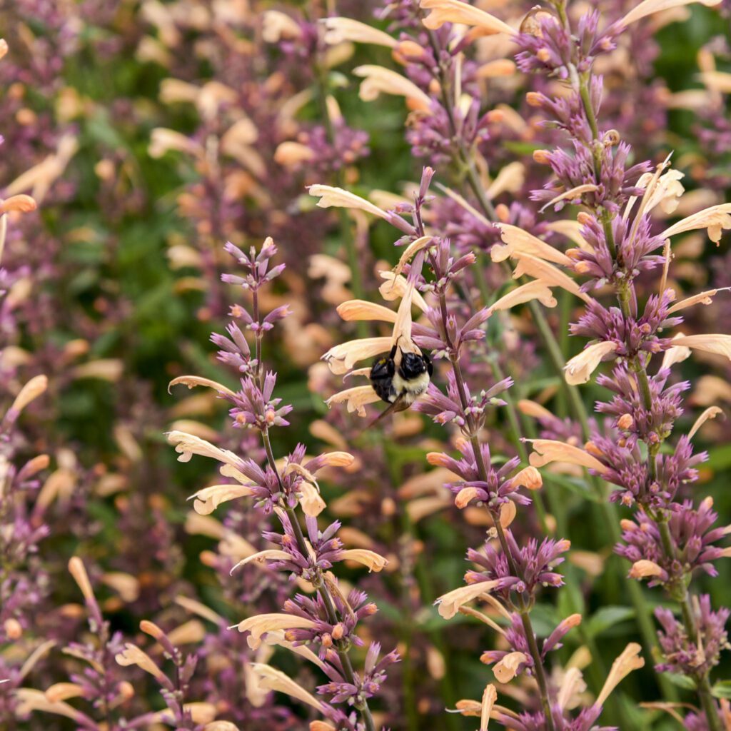 MEANT TO BEE™ 'Queen Nectarine' Agastache Garden Crossings