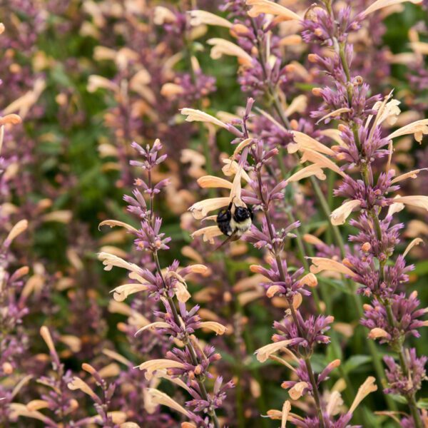 MEANT TO BEE™ Queen Nectarine Agastache - Perennial