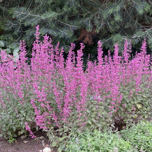 MEANT TO BEE™ Royal Raspberry Agastache - Perennial