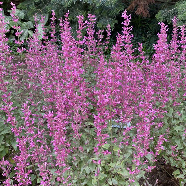 MEANT TO BEE™ 'Royal Raspberry' Agastache Garden Crossings