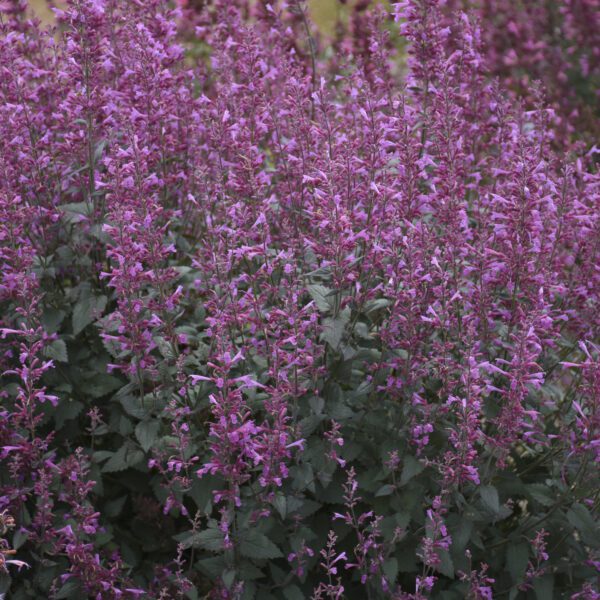 MEANT TO BEE™ Royal Raspberry Agastache - Perennial