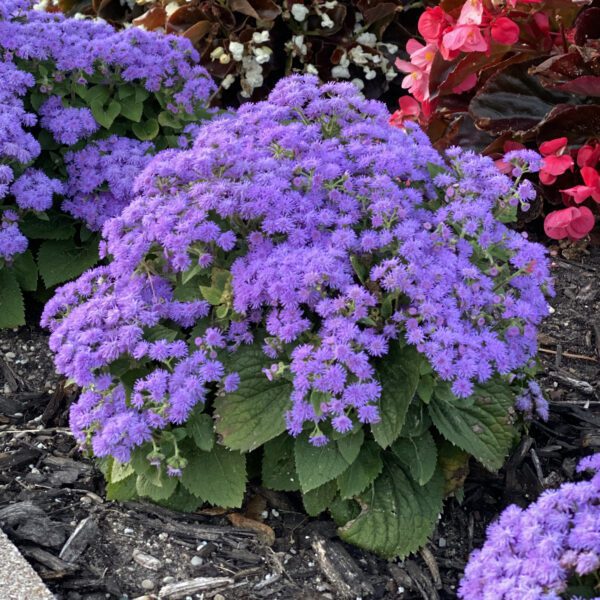 ARTIST® Blue Ageratum - Annual