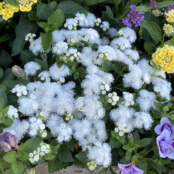 ARTIST® Pearl Ageratum - Annual