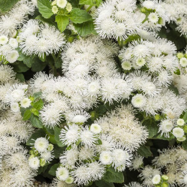 ARTIST® Pearl Ageratum - Annual