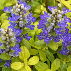 FEATHERED FRIENDS™ Cordial Canary Ajuga - Perennial