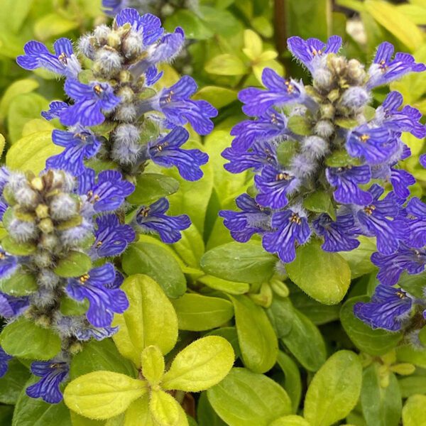 FEATHERED FRIENDS™ Cordial Canary Ajuga - Perennial