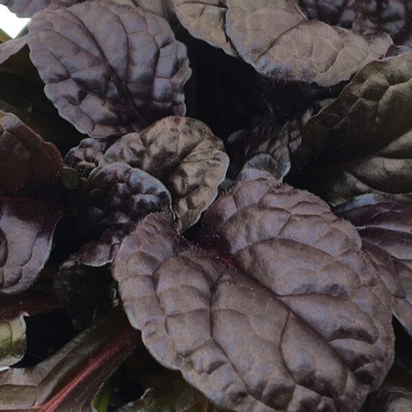 FEATHERED FRIENDS™ Fierce Falcon Ajuga - Perennial