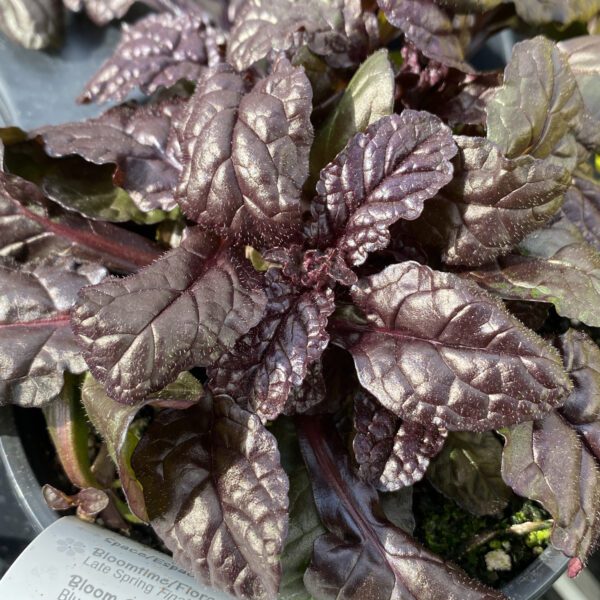 FEATHERED FRIENDS™ Fierce Falcon Ajuga - Perennial