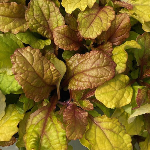 FEATHERED FRIENDS™ Parrot Paradise Ajuga - Perennial