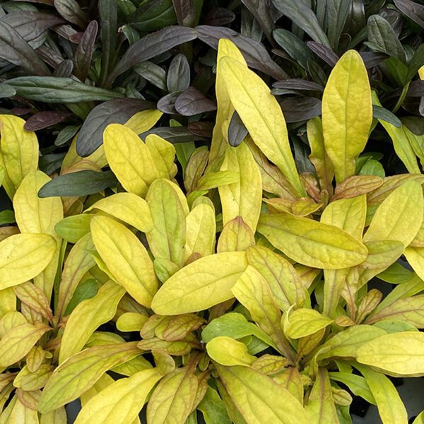 FEATHERED FRIENDS™ Petite Parakeet Ajuga - Perennial