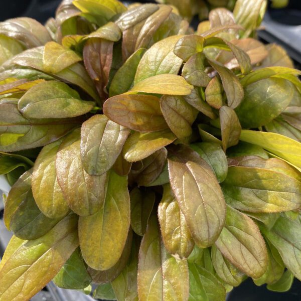 FEATHERED FRIENDS™ Petite Parakeet Ajuga - Perennial