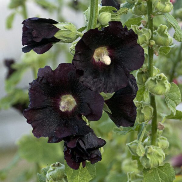 Alcea Blacknight - Perennial