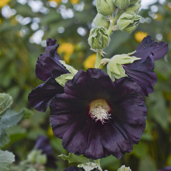 Alcea Blacknight - Perennial