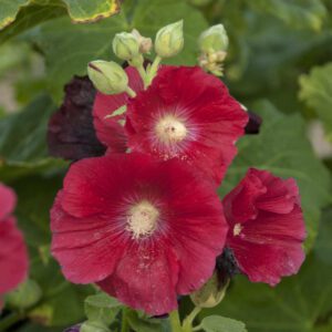 Alcea Mars Magic - Perennial