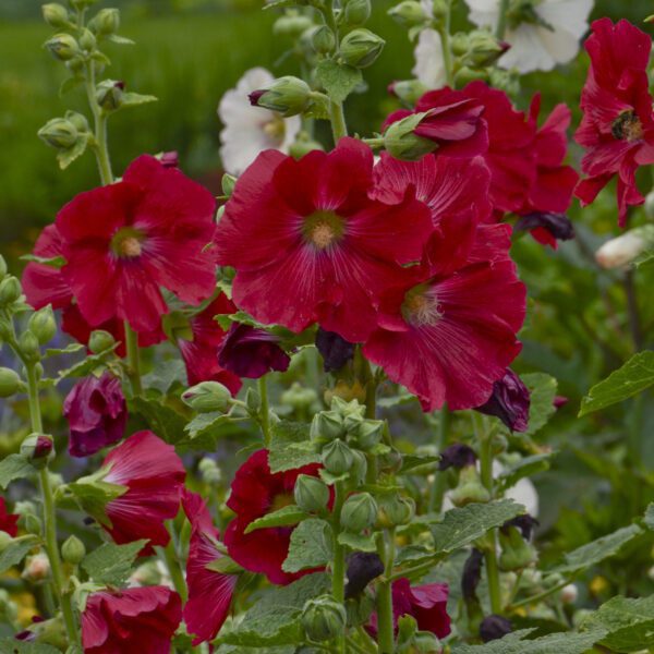 Alcea Mars Magic - Perennial