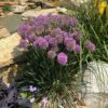 Allium Serendipity - Perennial