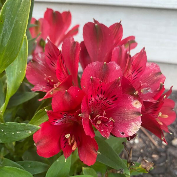 INCA BANDIT™ Alstroemeria - Perennial