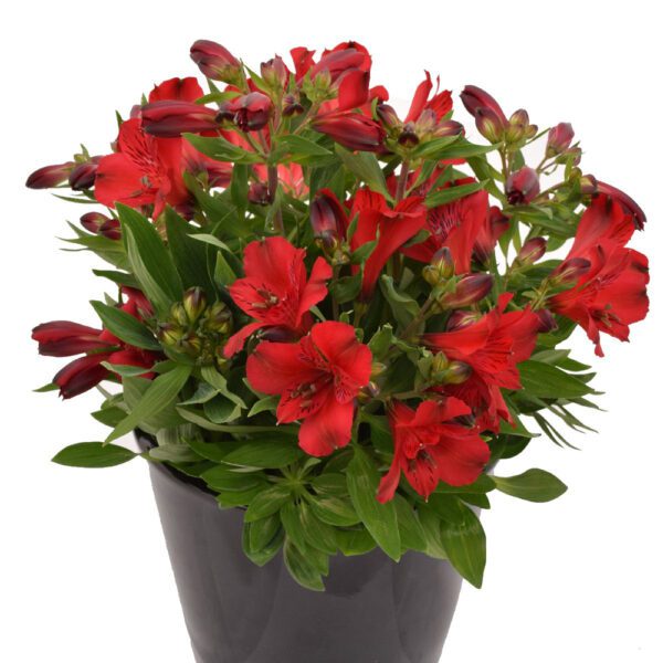 INCA BANDIT™ Alstroemeria - Perennial