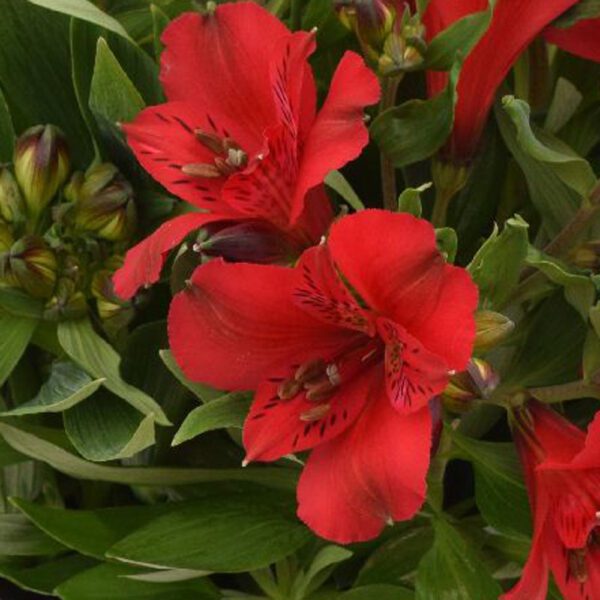 INCA BANDIT™ Alstroemeria - Perennial