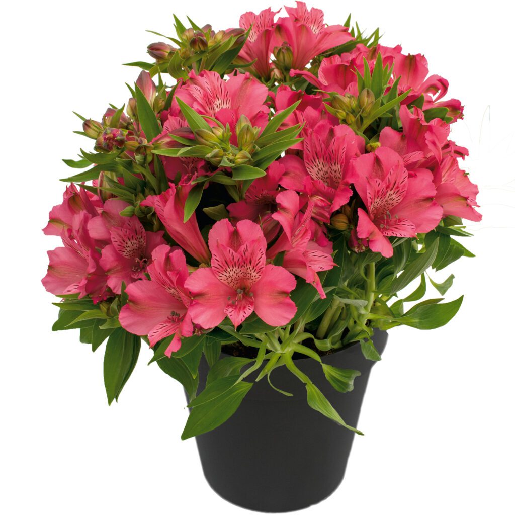 INCA CANDY™ Alstroemeria - Perennial