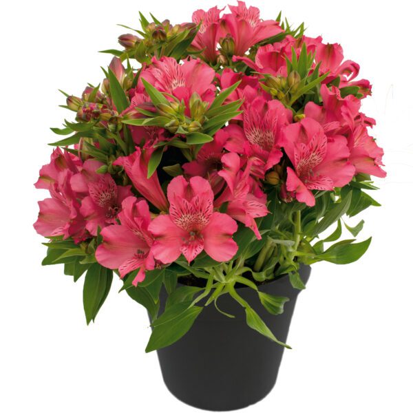 INCA CANDY™ Alstroemeria - Perennial