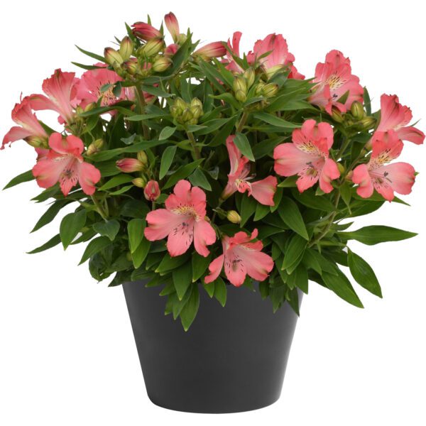 INCA CORAL™ Alstroemeria - Perennial