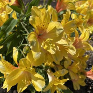 INCA GOLD RUSH™ Alstroemeria - Perennial