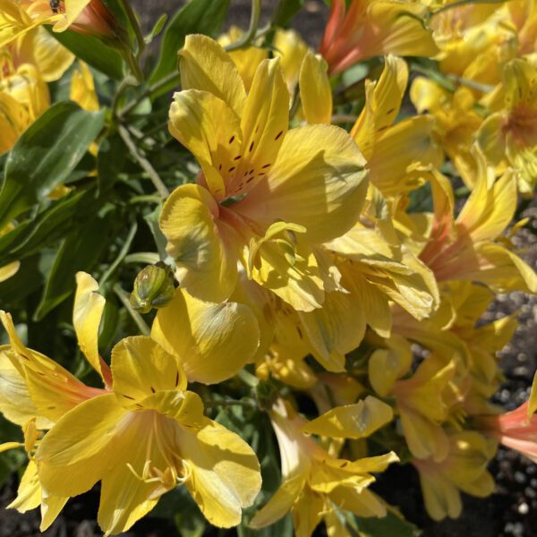 INCA GOLD RUSH™ Alstroemeria - Perennial