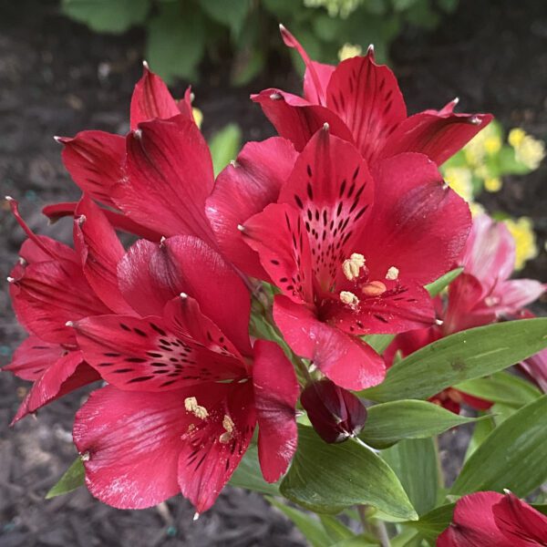 INCA LOLLY™ Alstroemeria - Perennial