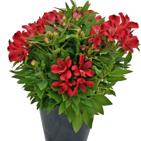 INCA LOLLY™ Alstroemeria - Perennial