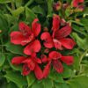 INCA LOLLY™ Alstroemeria - Perennial