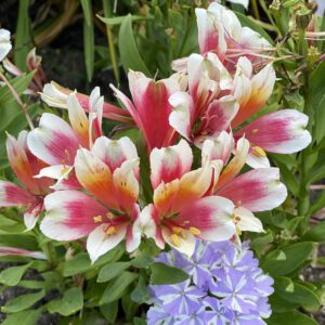 INCA LUCKY™ Alstroemeria - Perennial