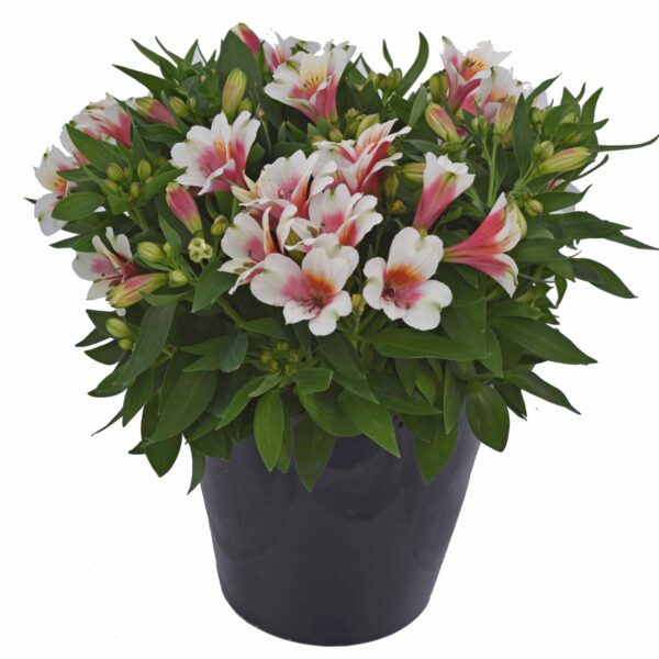 INCA LUCKY™ Alstroemeria - Perennial