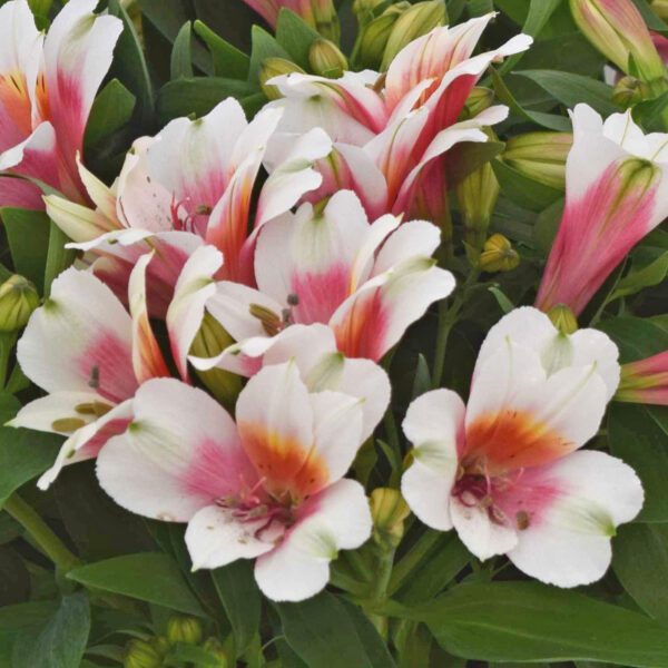 INCA LUCKY™ Alstroemeria - Perennial