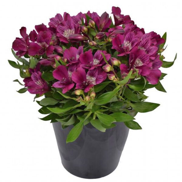 INCA NOBLE™ Alstroemeria - Perennial