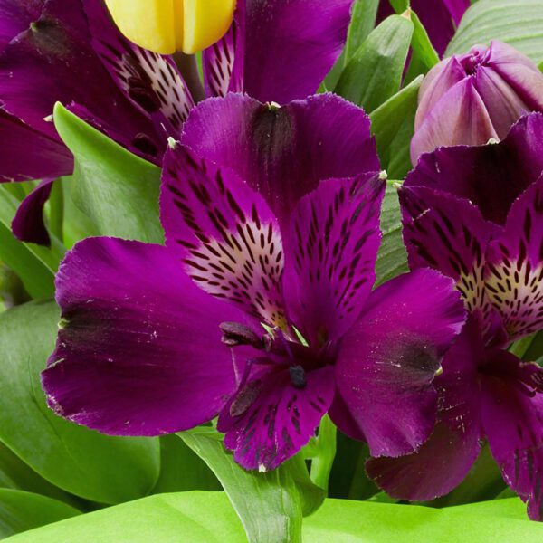 INCA NOBLE™ Alstroemeria - Perennial