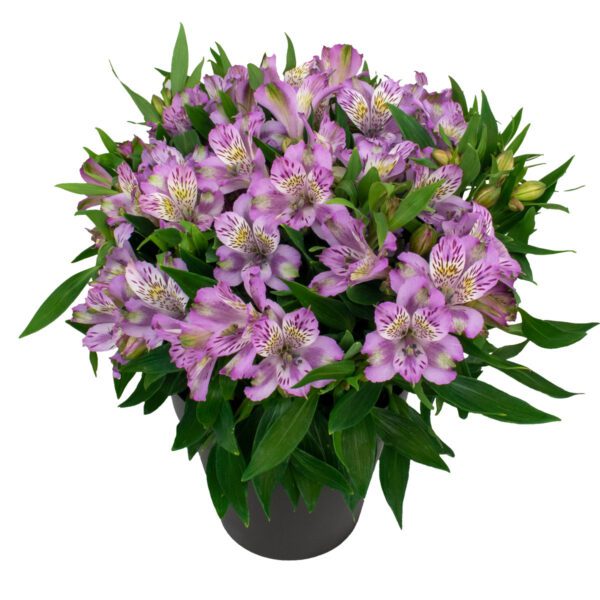 INCA OCEAN™ Alstroemeria - Perennial