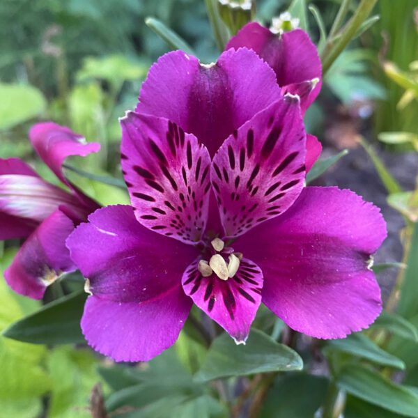 INCA REPLAY™ Alstroemeria - Perennial