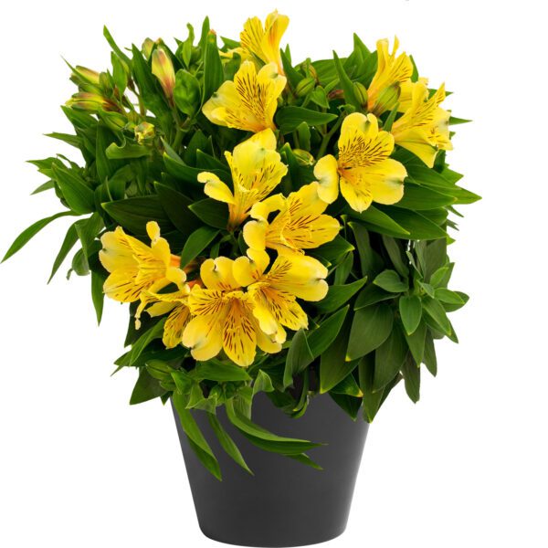 INCA RIO™ Alstroemeria - Perennial