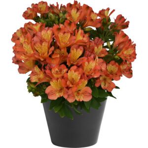 INCA SAFARI™ Alstroemeria - Perennial