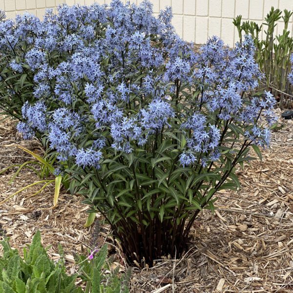 Amsonia Storm Cloud - Perennial